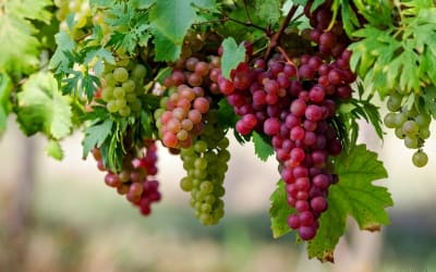 Food: While in August; POSH GRAPES